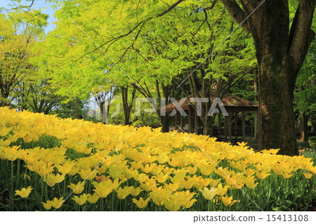 礪波鬱金香公園 15413108