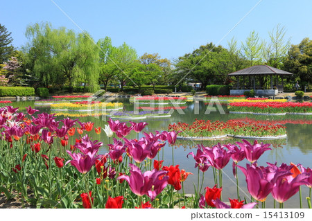 礪波鬱金香公園 礪波鬱金香公園 15413109