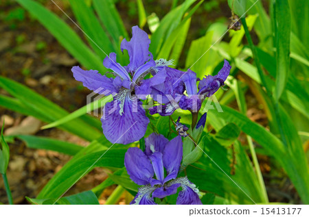 植物：Ichihatsu鳶尾科 15413177