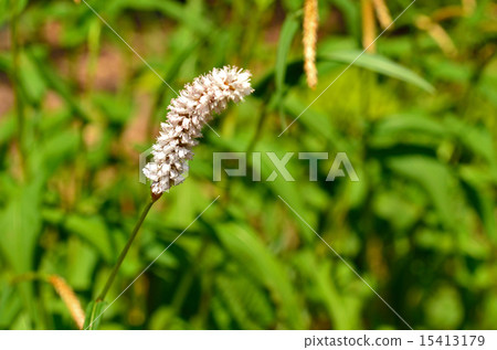 Plant: Family Tadpolidae 15413179