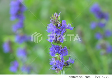 牛膝草 牛膝草 15413279