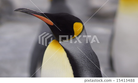 Dignified horizontal appearance 15413488