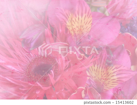 For flower cards and boards. Pink · red · Gerbera type sharp 15413602