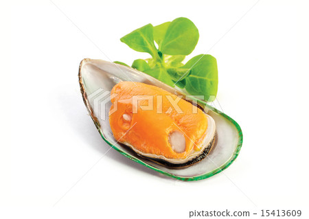 mussel 15413609