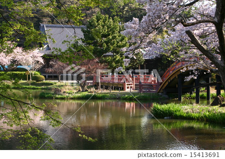 Kanazawa Bunko Cherry blossoms blooming at the Kanedori garden Kanazawa Bunko Cherry blossoms blooming at the Kanedori garden 15413691
