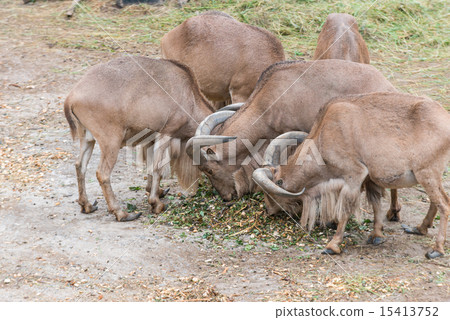 billygoat 15413752