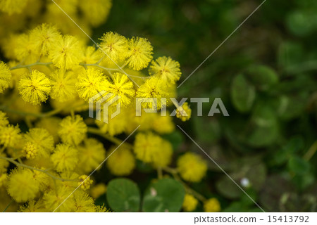 Mimosa Flowers 15413792