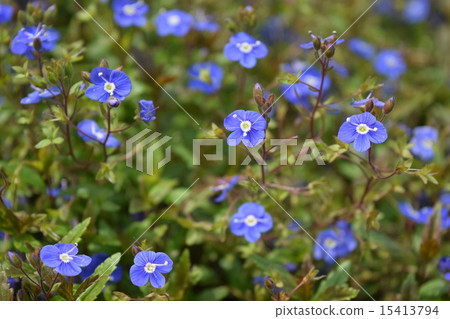 維羅尼卡 15413794