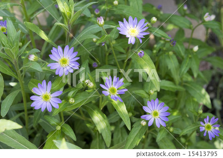 Miyako Wasure Miyako Wasure 15413795