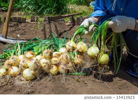 收穫洋蔥 收穫洋蔥 15413923