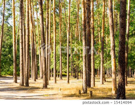 Pinewood 15414094