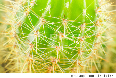 Close up cactus texture detail Close up cactus texture detail 15414137