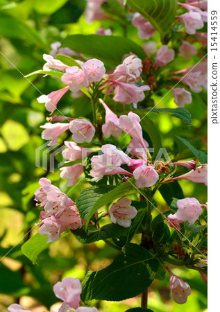 Tree: Taniwazaki watermelon family 15414559