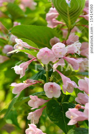 Tree: Taniwazaki watermelon family 15414560