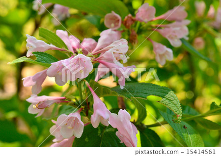 Tree: Taniwazaki watermelon family 15414561