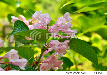 Tree: Taniwazaki watermelon family 15414562