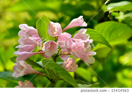 Tree: Taniwazaki watermelon family 15414563