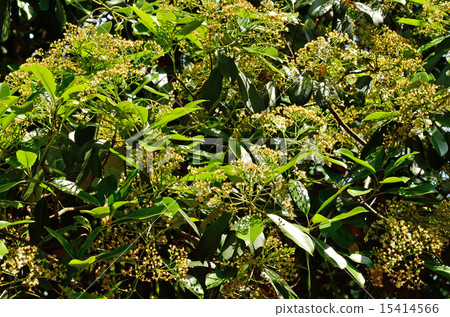 Tree: Okaname-mochi rose family Tree: Okaname-mochi rose family 15414566