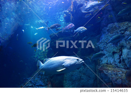 阿庫Aryumu 15414635