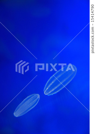 籠子 籠子 15414790