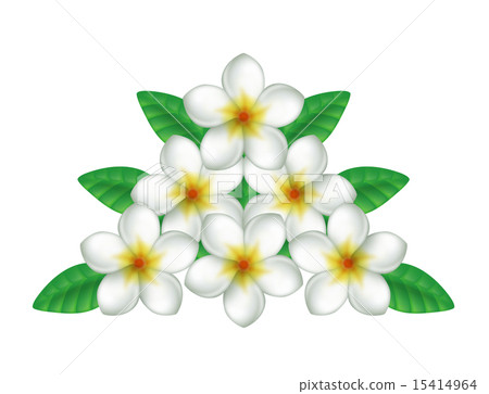 Plumeria 15414964