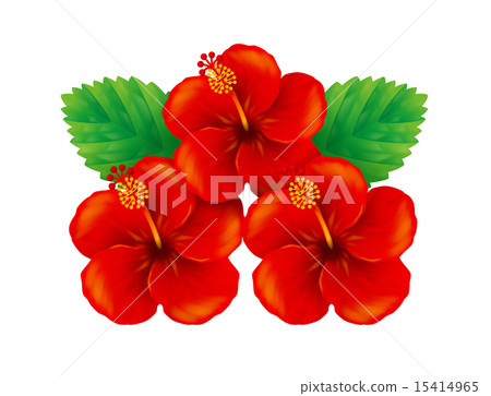 Hibiscus / red Hibiscus / red 15414965