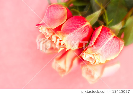 beautiful wild-growing salmon roses 15415057