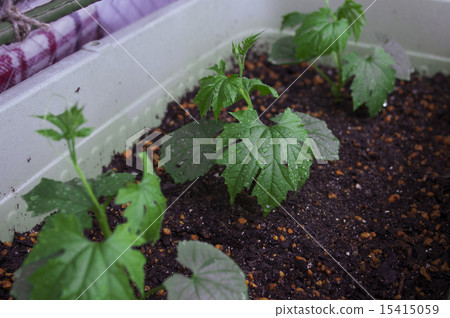 Bitter gourd Bitter gourd 15415059