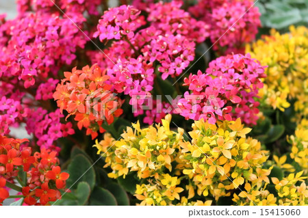 Kalanchoe Kalanchoe 15415060