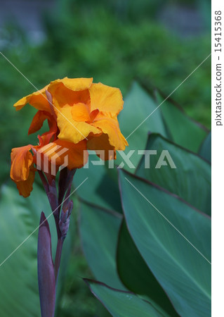 Flower canna Flower canna 15415368