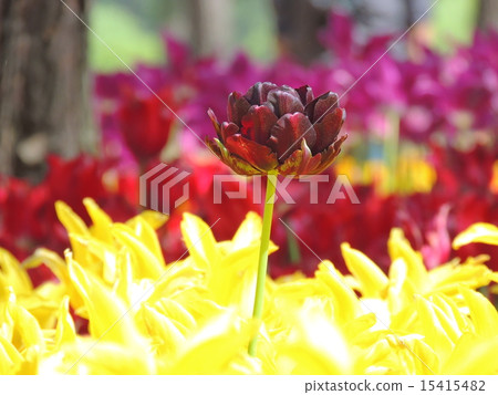 Flame of one ring 15415482