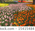 Tulip sea 15415484