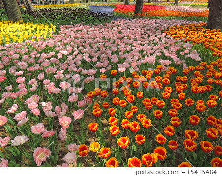 Tulip sea 15415484