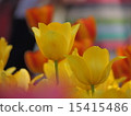 A good tulip 15415486