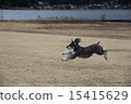 Schnauzer running along Kawaguchiko 15415629