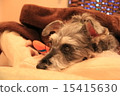 Schnauzer resting at the petit hotel 15415630