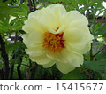 Peony yellow 15415677