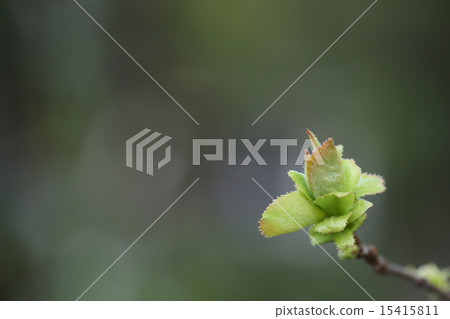 卡琳的年輕芽 15415811