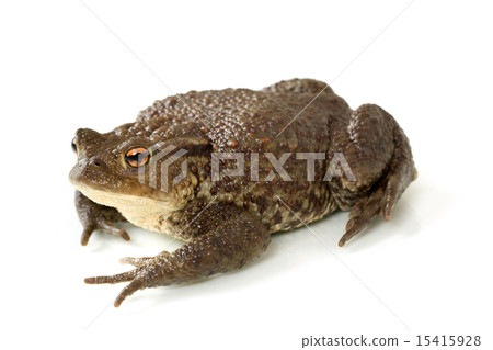 Common toad, bufo bufo, isolated Common toad, bufo bufo, isolated 15415928