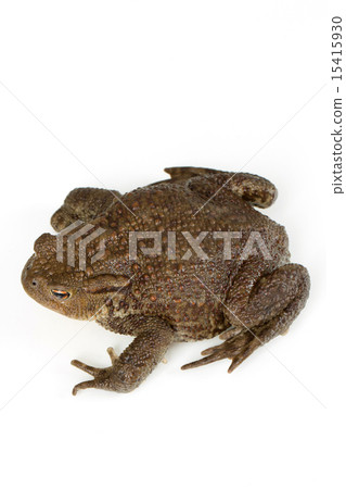 Common toad, bufo bufo, isolated Common toad, bufo bufo, isolated 15415930