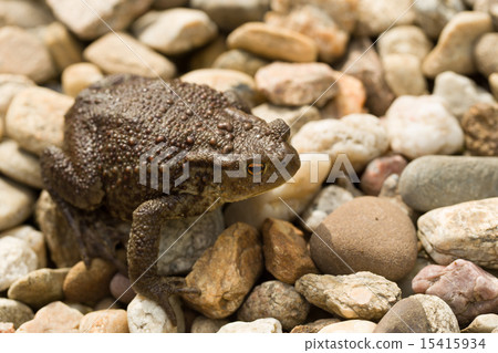 European common toad, bufo bufo outdoor European common toad, bufo bufo outdoor 15415934