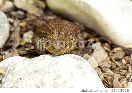 European common toad, bufo bufo outdoor 15415936
