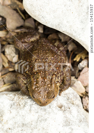 European common toad, bufo bufo outdoor European common toad, bufo bufo outdoor 15415937