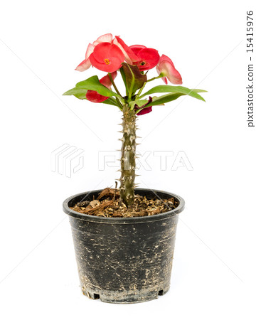 Pink crown of thorns flower. 15415976