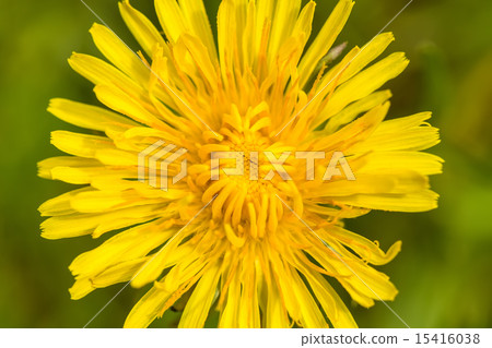 Yellow dandelion on a green background 15416038