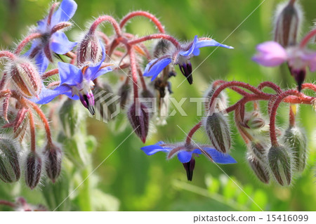 Borough of flowers 15416099