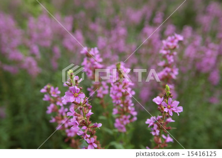 Lythrum Lythrum 15416125
