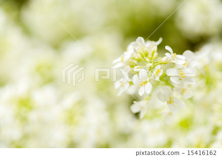 spring flower in garden with shallow focus 15416162