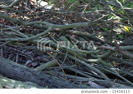 Biotope. Biotope. 15416313