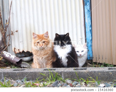 Sitting and three field cats on the camera's eyes Sitting and three field cats on the camera's eyes 15416360